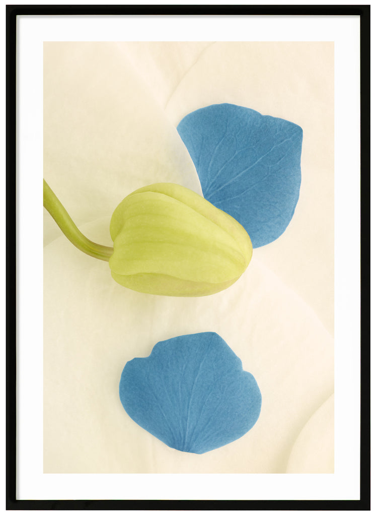 Poster av blå och vita blomblad med grön knopp. Svart ram.