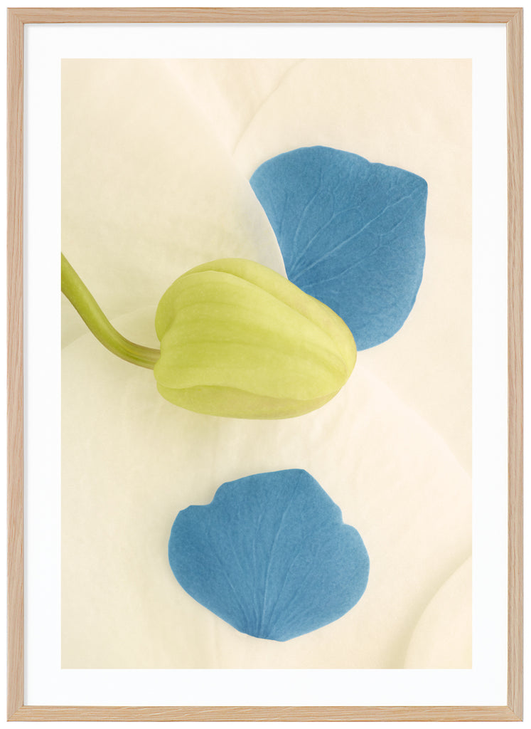 Poster av blå och vita blomblad med grön knopp. Ekram.