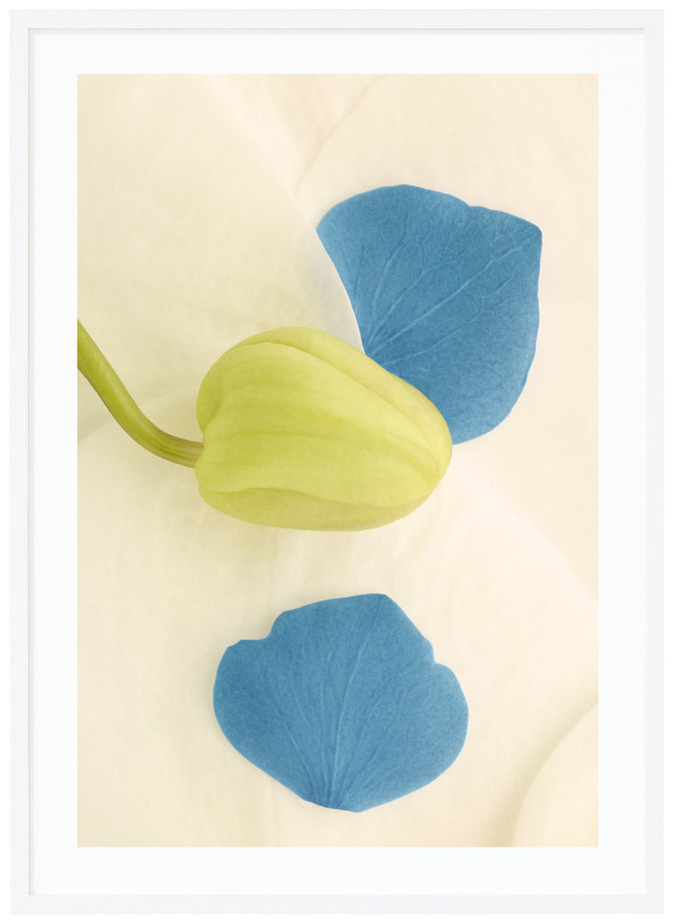 Poster av blå och vita blomblad med grön knopp. Vit ram.