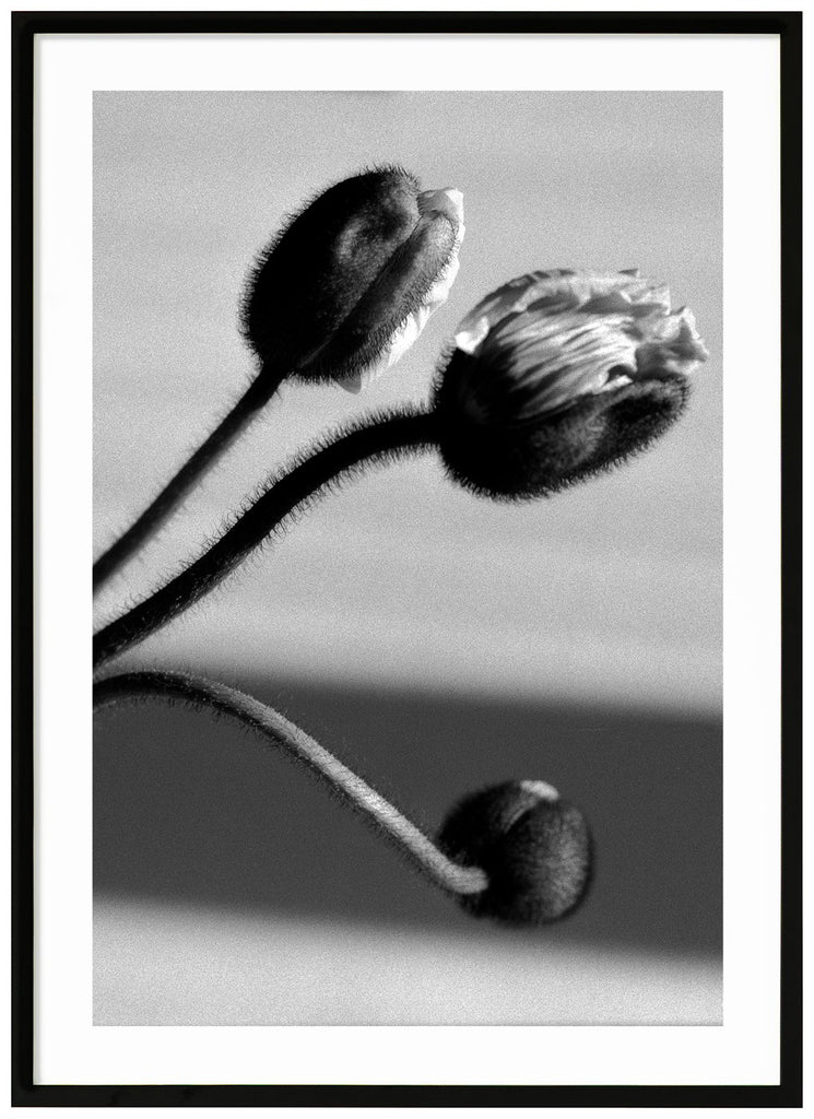 Grafisk svart-vit poster av vallmo-blommor i närbild. Stående format. Svart ram.