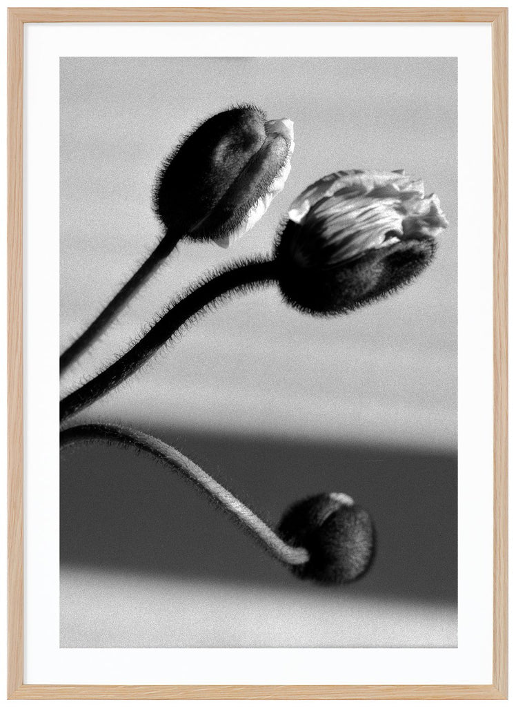 Grafisk svart-vit poster av vallmo-blommor i närbild. Stående format. Ekram.