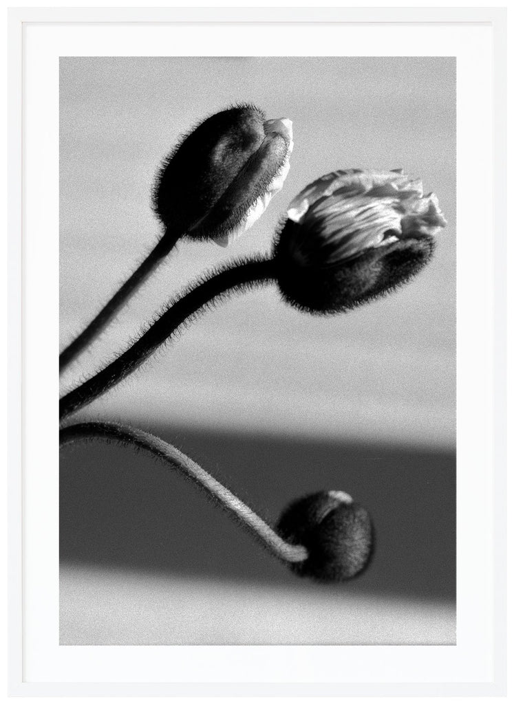 Grafisk svart-vit poster av vallmo-blommor i närbild. Stående format. Vit ram.