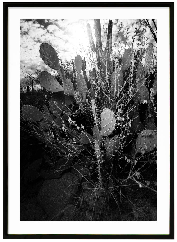  Svart-vitt fotografi av den päronformade Prickley Pear-kaktusen, i Tucson Arizona. Svart ram