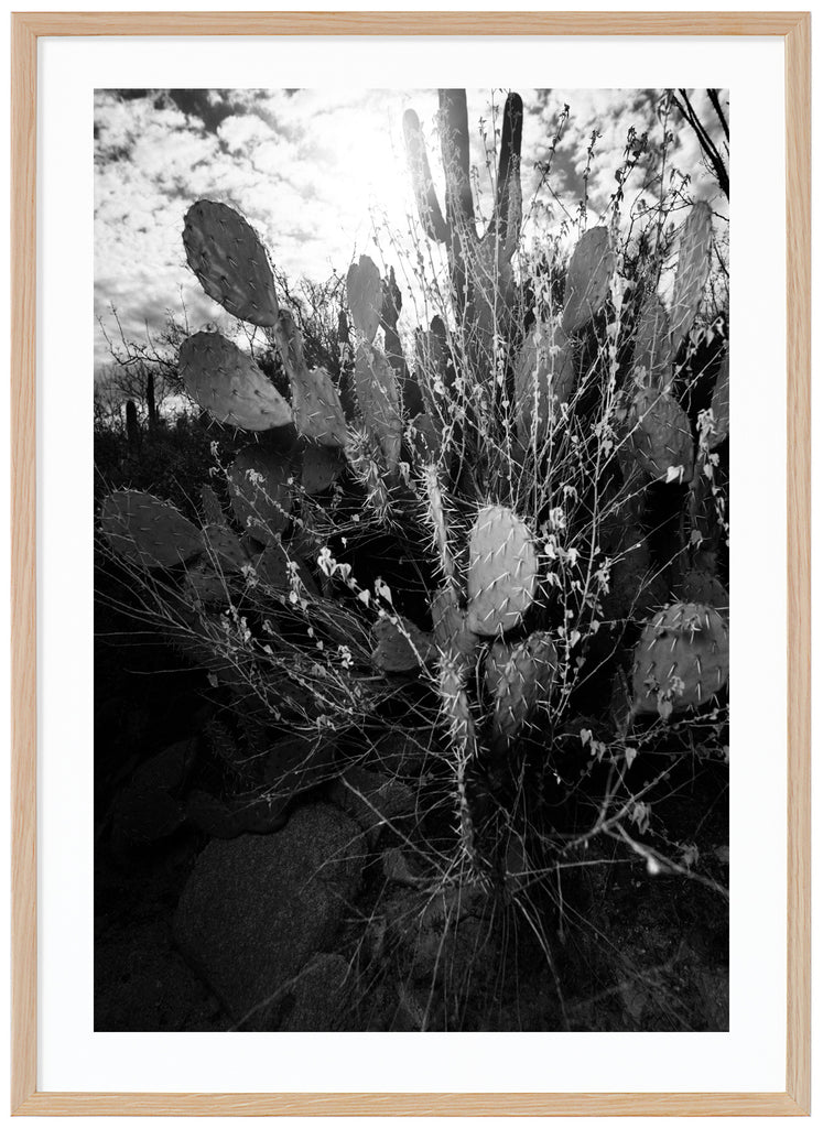  Svart-vitt fotografi av den päronformade Prickley Pear-kaktusen, i Tucson Arizona. Ekram