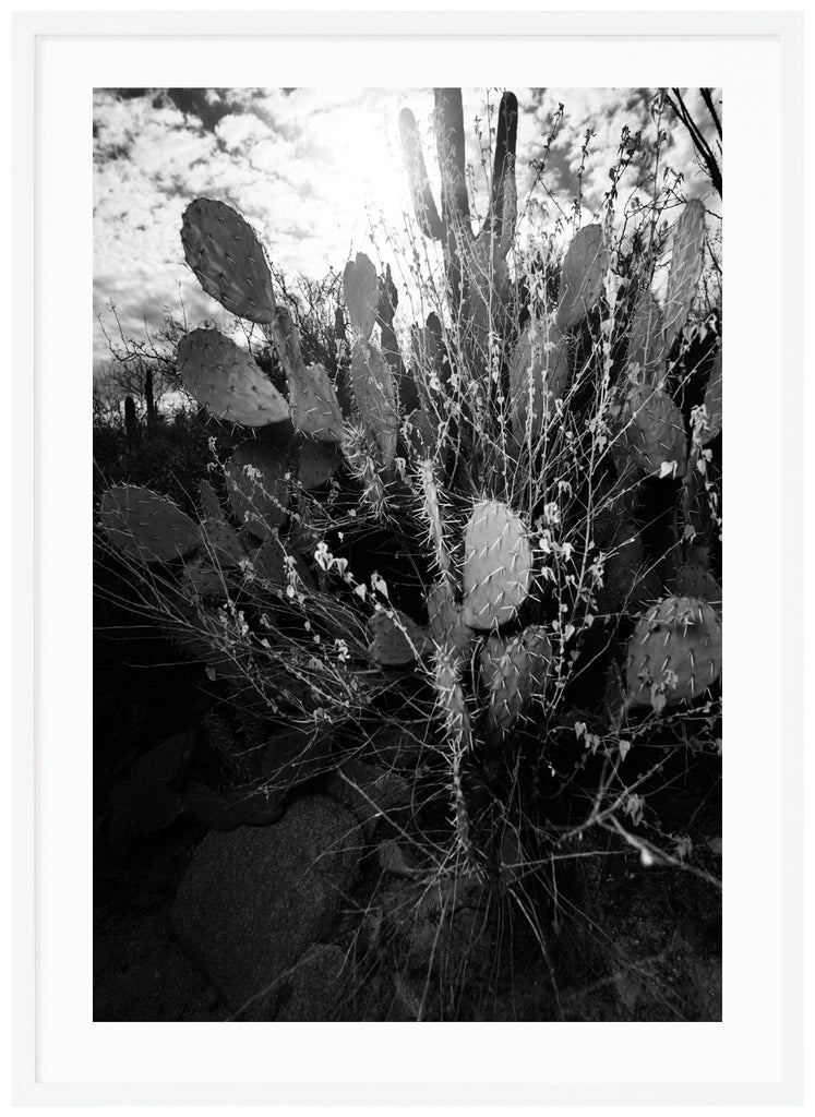  Svart-vitt fotografi av den päronformade Prickley Pear-kaktusen, i Tucson Arizona. Vit ram