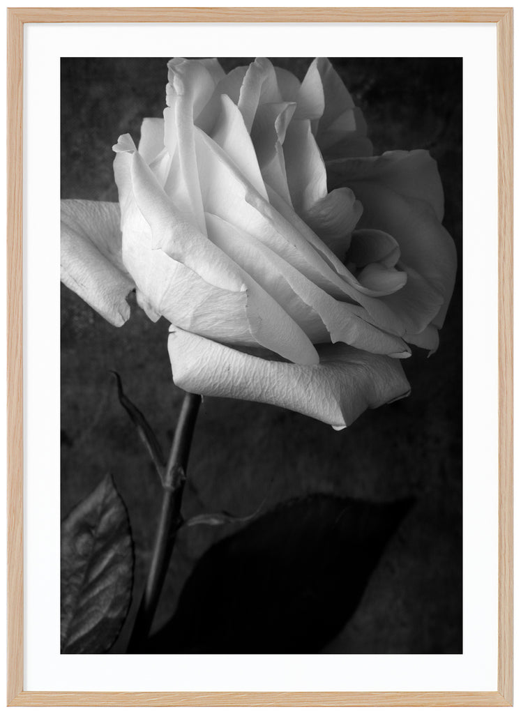 Svart-vit poster av en vit ros i närbild. Mörkare bakgrund. Stående format. Ekram.