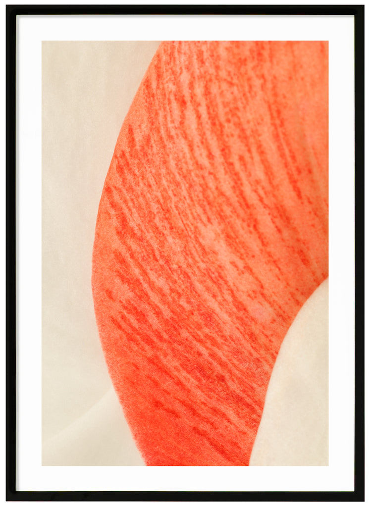 Abstrakt poster av röda och vita blomblad. Röda och orangea toner. Stående format. Svart ram.