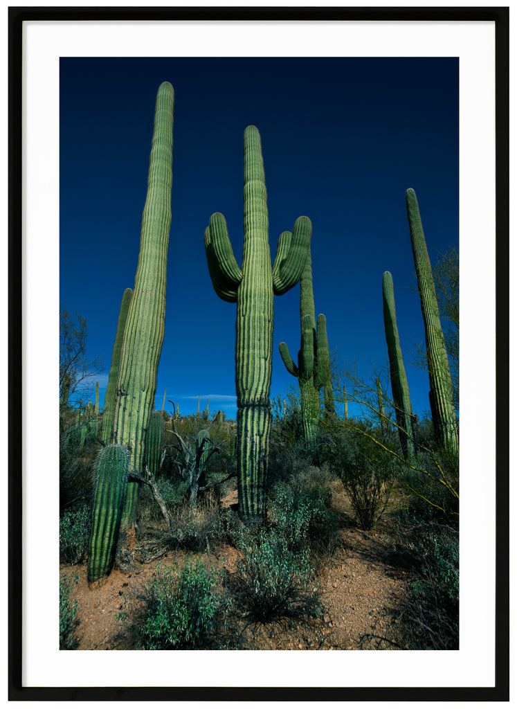 Färgfotografi av de kända Saguaro-kaktusarna, Saguaro Duel i Tuscon, Arizona.  Svart ram