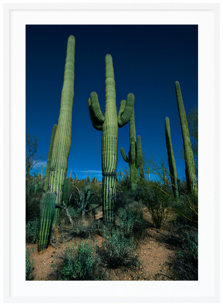 Färgfotografi av de kända Saguaro-kaktusarna, Saguaro Duel i Tuscon, Arizona.  Vit ram 