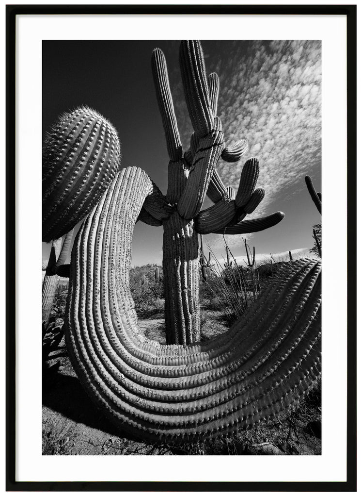 Svart-vitt fotografi av den kända Saguaro-kaktusen, Saguaro Soul i Tucson Arizona.  Svart ram