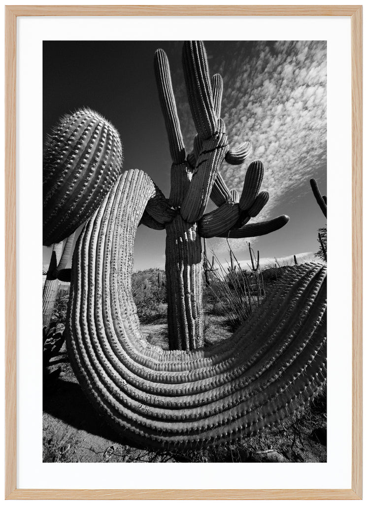 Svart-vitt fotografi av den kända Saguaro-kaktusen, Saguaro Soul i Tucson Arizona. Ekram