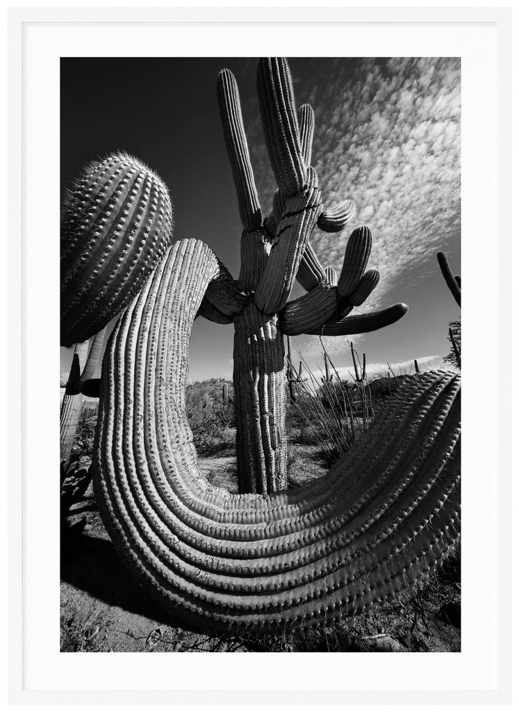 Svart-vitt fotografi av den kända Saguaro-kaktusen, Saguaro Soul i Tucson Arizona. Vit ram
