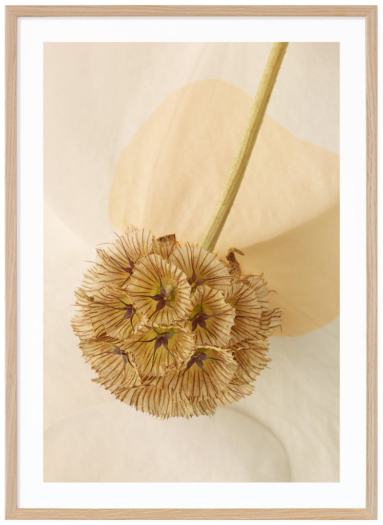 Poster av blomma i extrem när bild. Ljusa blomblad. Ekram.