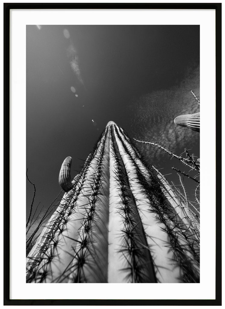 Svart-vitt fotografi av den kända Saguaro-kaktusen, skycraper cactus i Tucson Arizona.  Svart ram