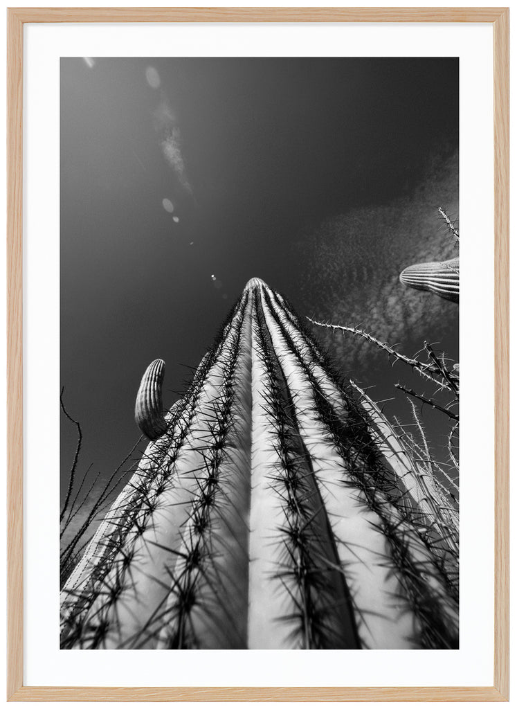 Svart-vitt fotografi av den kända Saguaro-kaktusen, skycraper cactus i Tucson Arizona.  Ekram