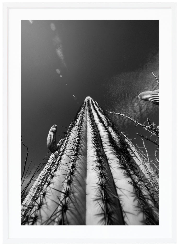 Svart-vitt fotografi av den kända Saguaro-kaktusen, skycraper cactus i Tucson Arizona.  Vit ram