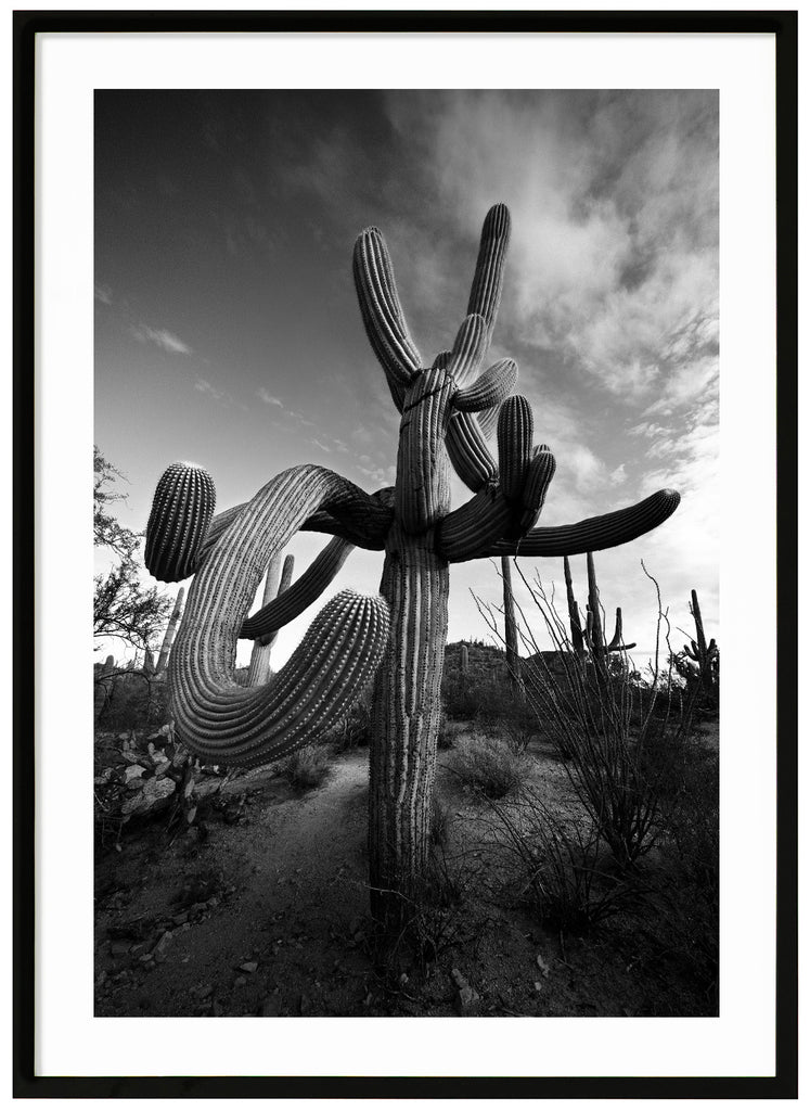 Svart-vitt fotografi av den kända Saguaro-kaktusen, Suave Saguaro i Tucson Arizona. Svart ram
