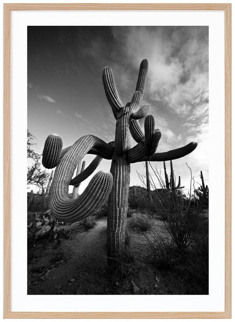 Svart-vitt fotografi av den kända Saguaro-kaktusen, Suave Saguaro i Tucson Arizona. Ekram