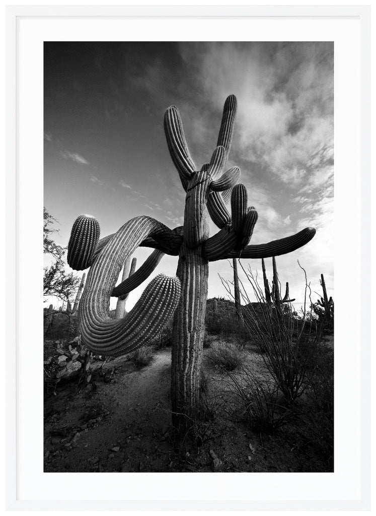 Svart-vitt fotografi av den kända Saguaro-kaktusen, Suave Saguaro i Tucson Arizona. Vit ram