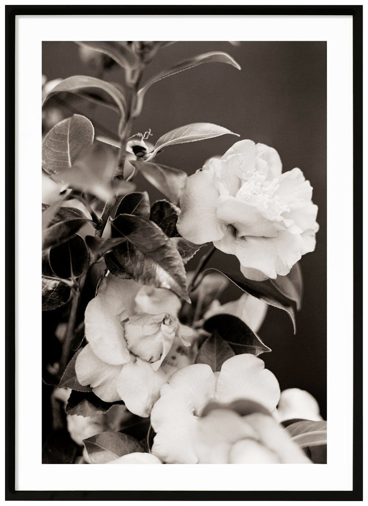 Svart-vit poster av vita rosor i närbild. Mörk bakgrund. Svart ram.