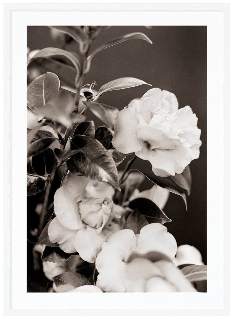 Svart-vit poster av vita rosor i närbild. Mörk bakgrund. Vit ram.