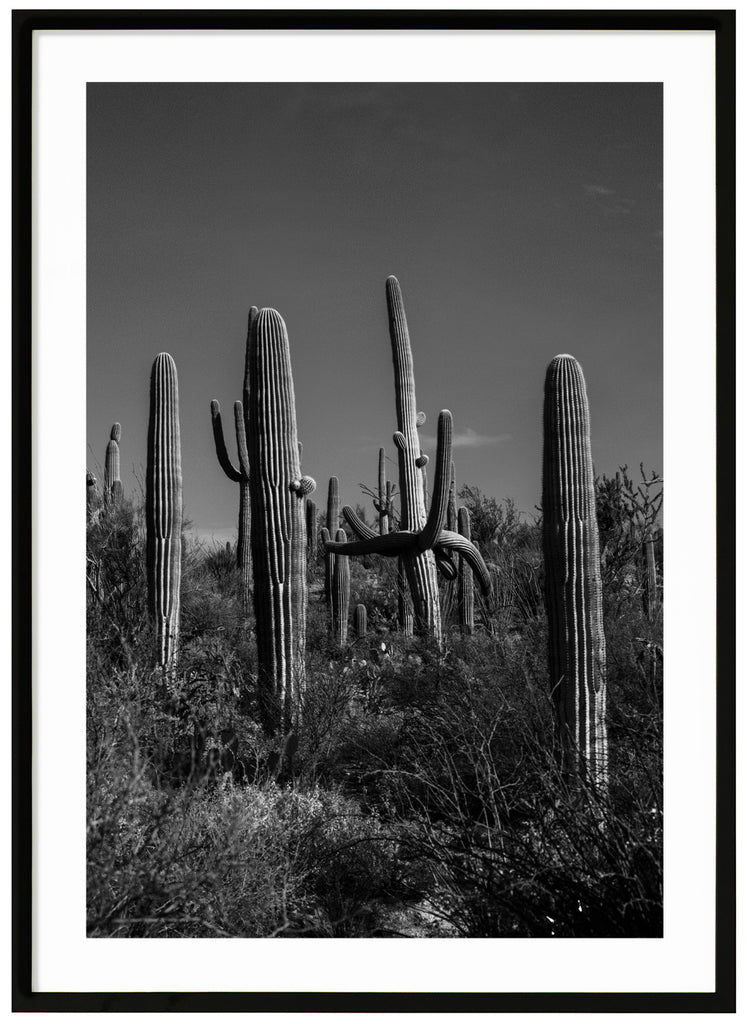 Svart-vitt fotografi av de kända Saguaro-kaktusarna i Tucson Arizona. The Daltons. Svart ram.