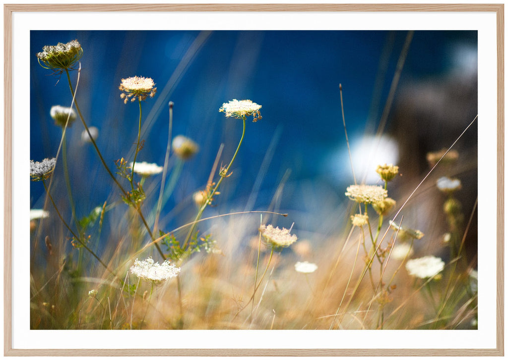 Poster av vita blommor mot en blå himmel. Liggande format. Ekram.