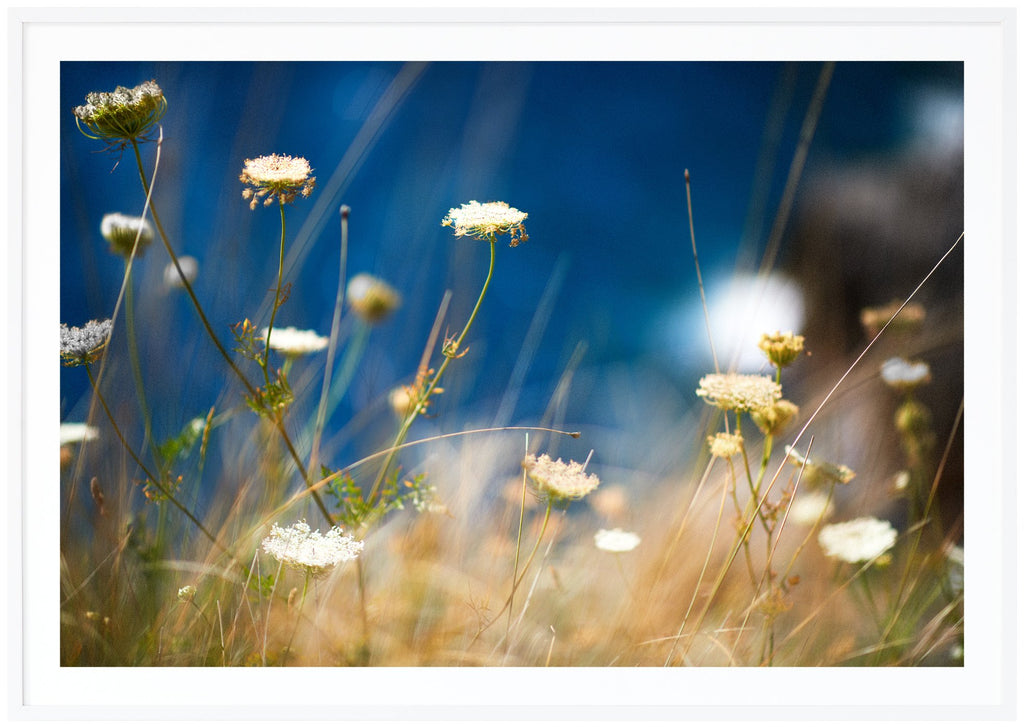 Poster av vita blommor mot en blå himmel. Liggande format. Vit ram.