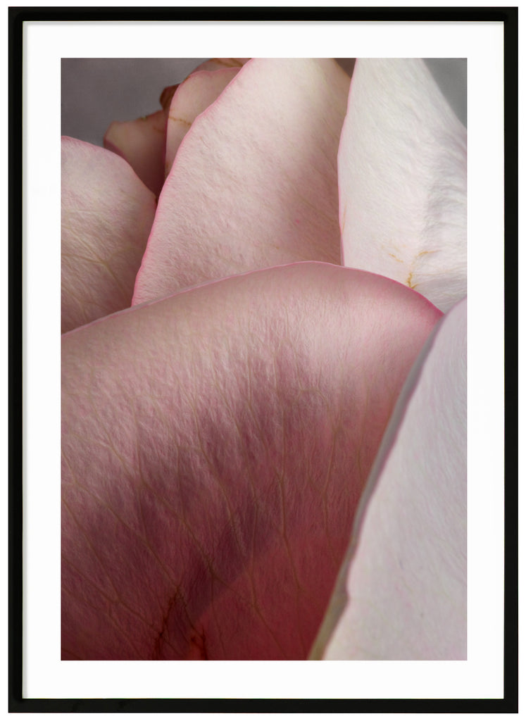 Poster av närbild på flera rosa rosenblad. Stående format. Svart ram.