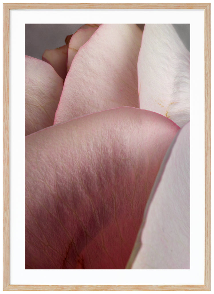 Poster av närbild på flera rosa rosenblad. Stående format. Ekram.