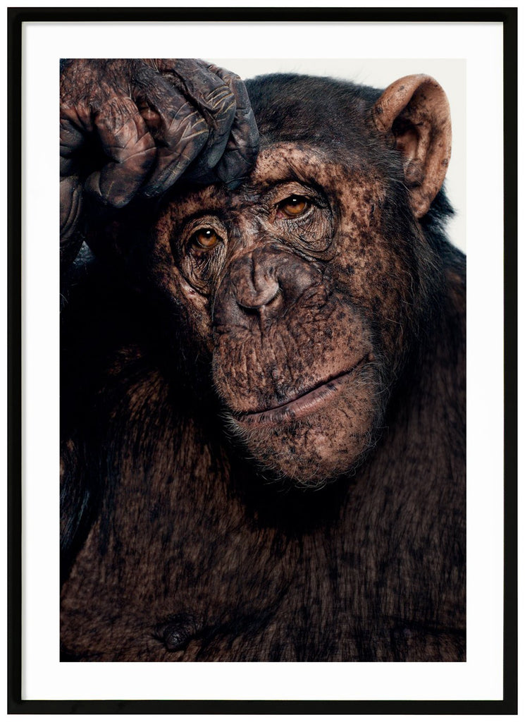 Poster av en chimpans som funderar. Vit bakgrund. Svart ram.