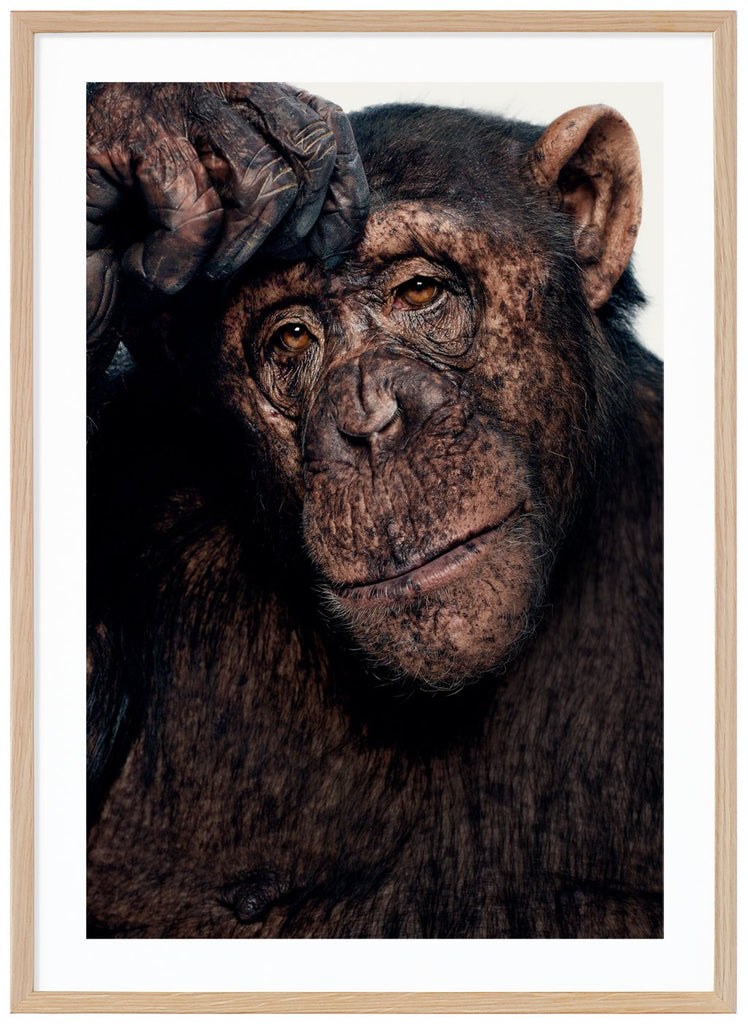 Poster av en chimpans som funderar. Vit bakgrund. Ekram.