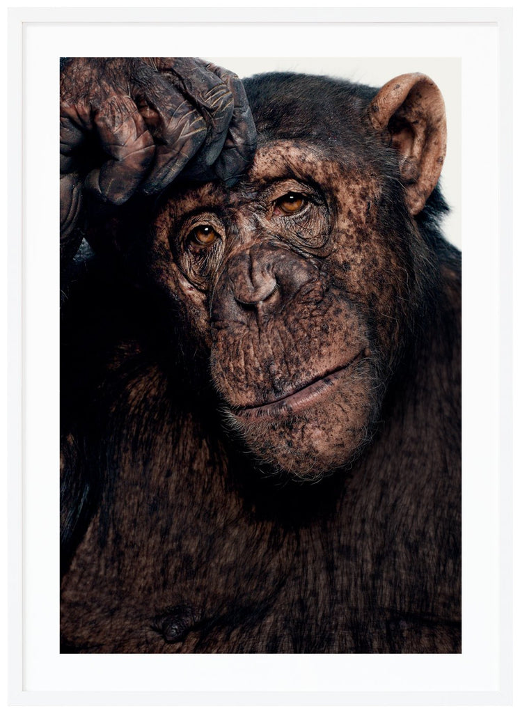 Poster av en chimpans som funderar. Vit bakgrund. Vit ram.