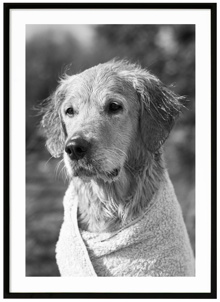 Svart-vit bild på en hund lindad i en handduk. Svart ram.