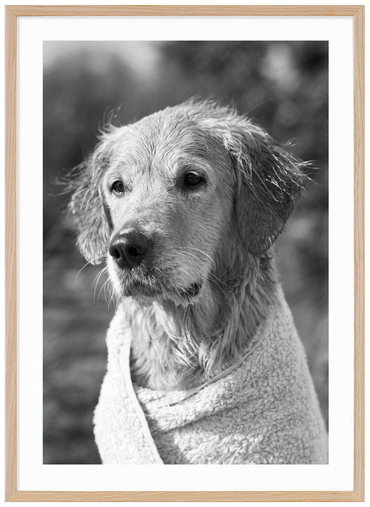 Svart-vit bild på en hund lindad i en handduk. Ekram.