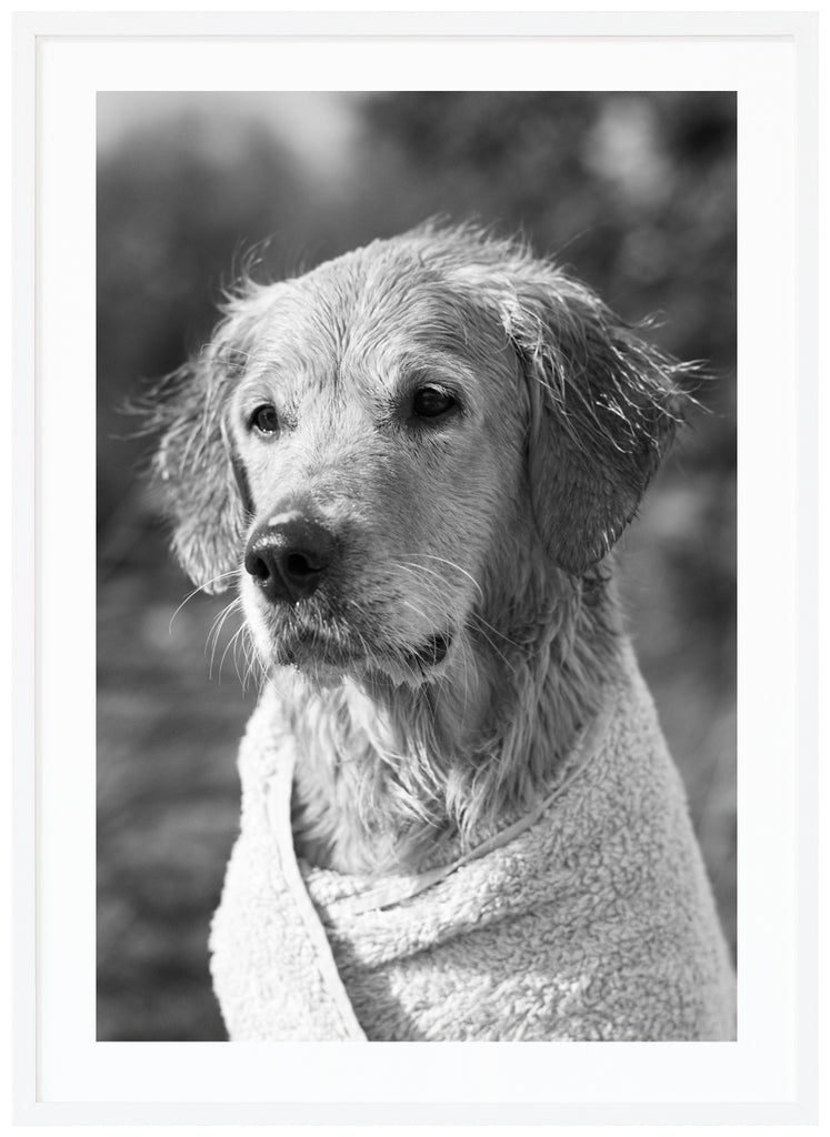 Svart-vit bild på en hund lindad i en handduk. Vit ram.