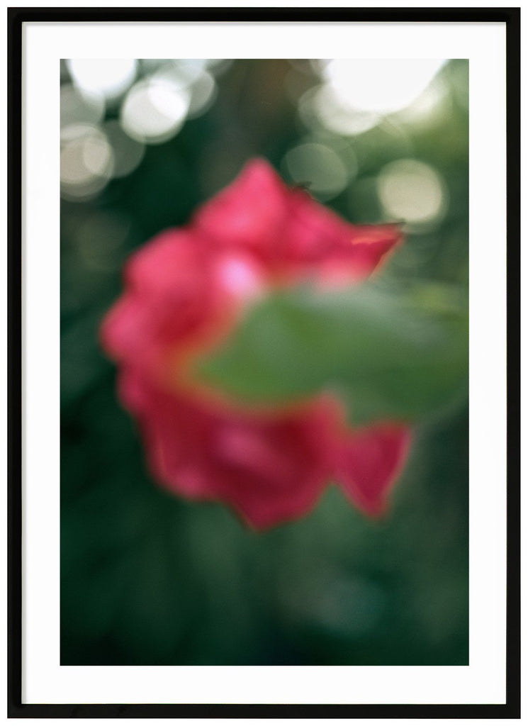 Poster av halv abstarkt rosa blomma. Svart ram.