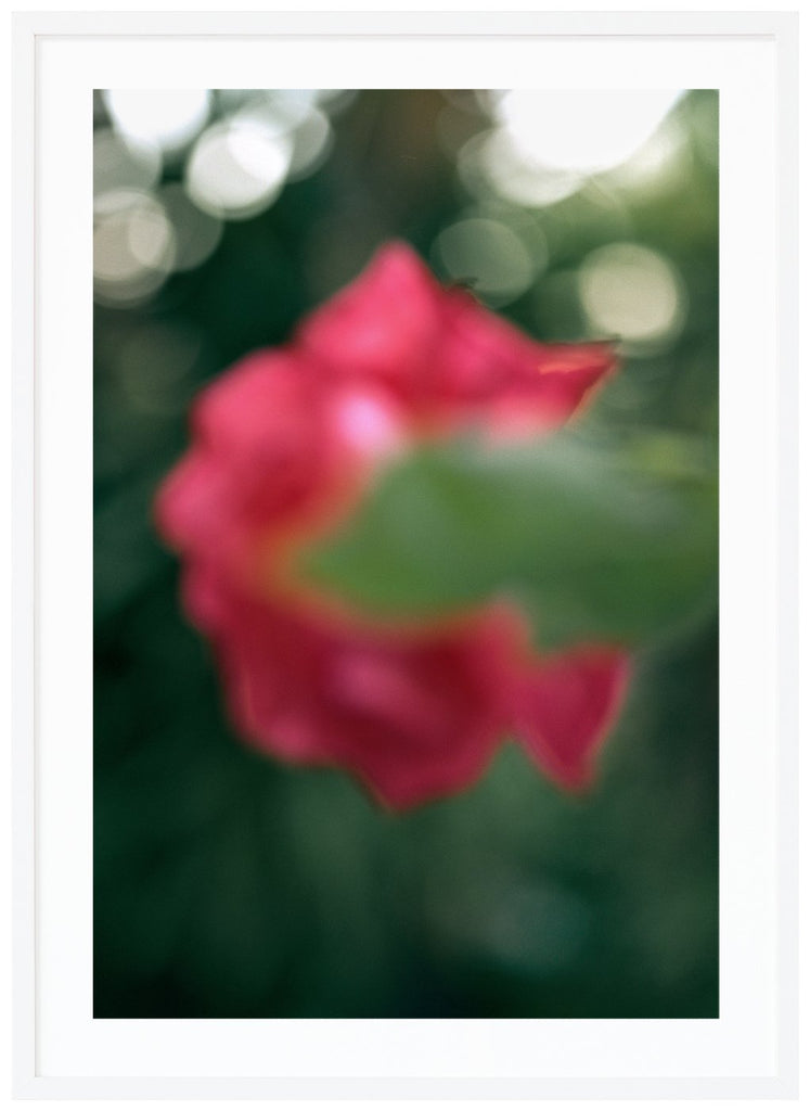 Poster av halv abstarkt rosa blomma. Vit ram.