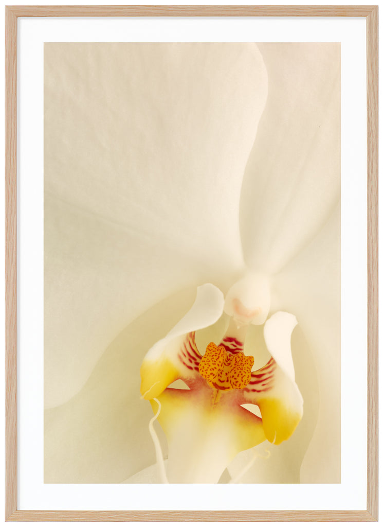 Närbild av vit orkidé. Ekram. 