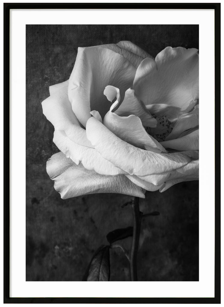 Stilleben av en vit ros fotograferad i svart-vitt. Svart ram.