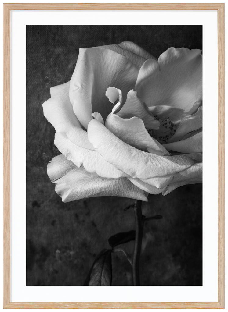Stilleben av en vit ros fotograferad i svart-vitt. Ekram.