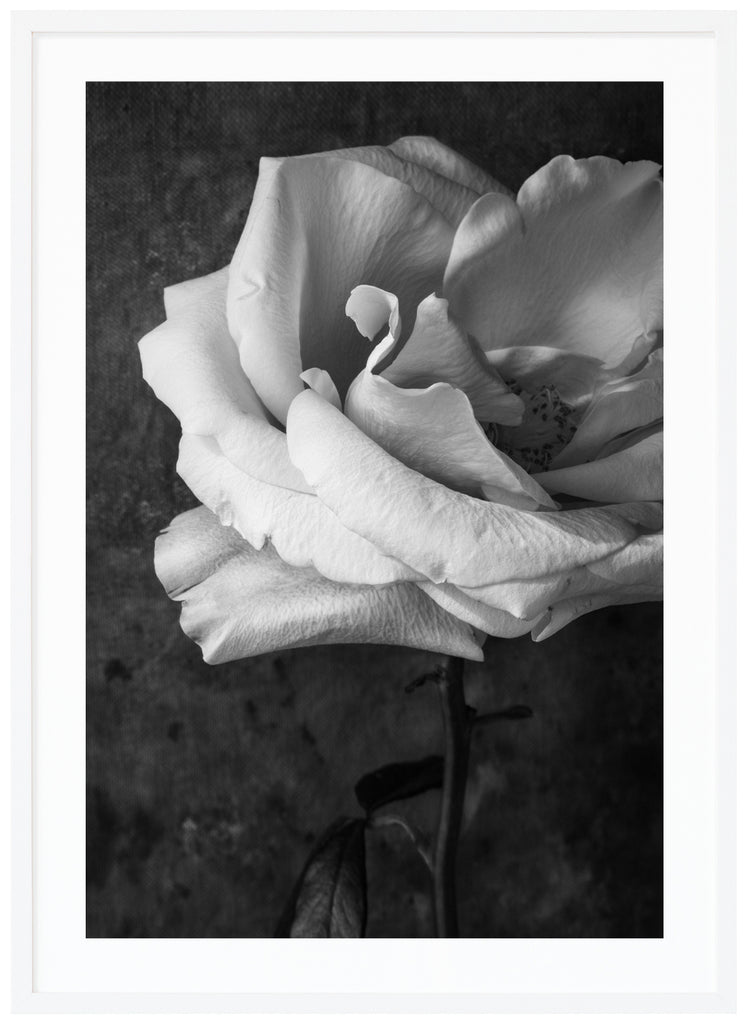 Stilleben av en vit ros fotograferad i svart-vitt. Vit ram. 