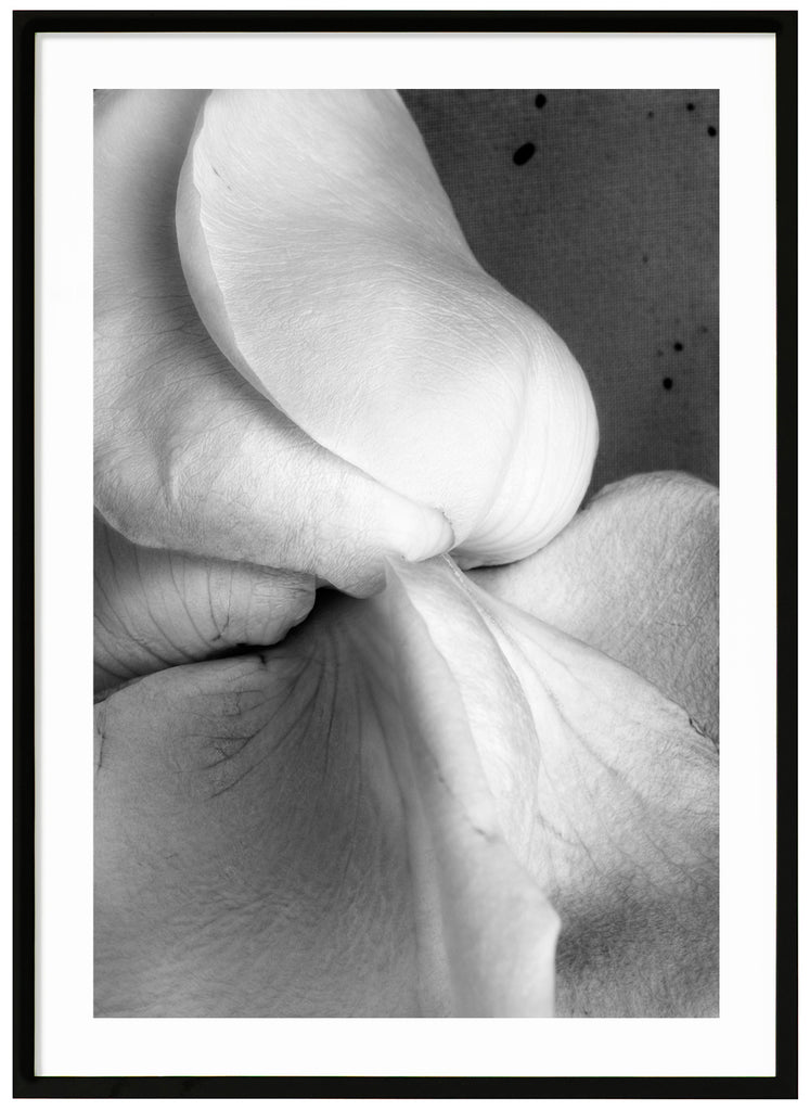 Stilleben av en vit ros fotograferad i svart-vitt. Svart ram. 