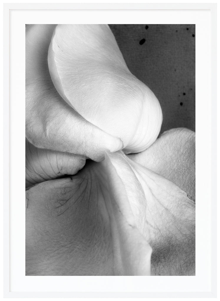 Stilleben av en vit ros fotograferad i svart-vitt. Vit ram.