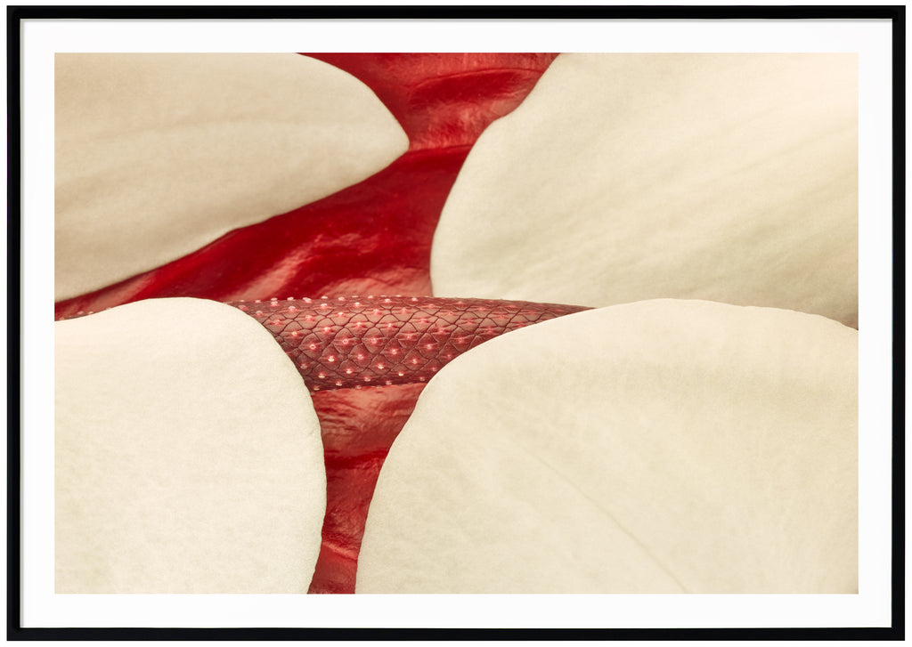 Färgfotografi av vita och röda blad. Svart ram.