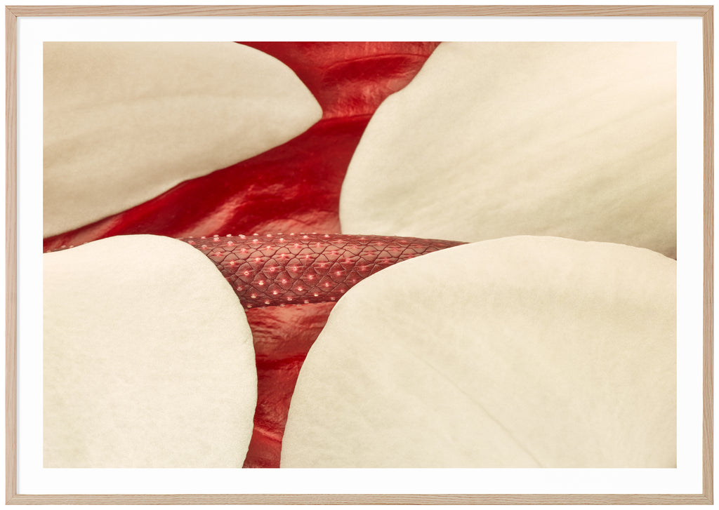 Färgfotografi av vita och röda blad. Ekram.