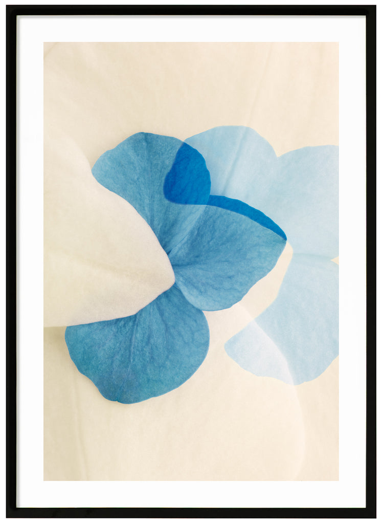Färgfotografi av blå och vita blomblad med grafiska element. Svart ram. 