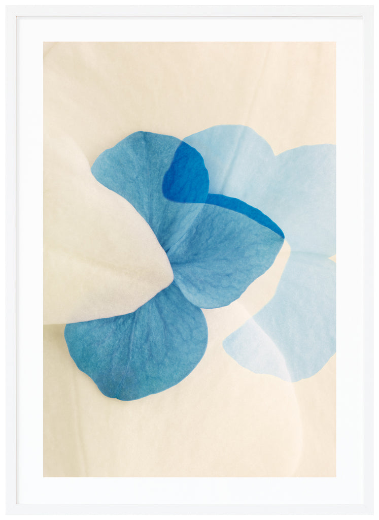 Färgfotografi av blå och vita blomblad med grafiska element. Vit ram. 